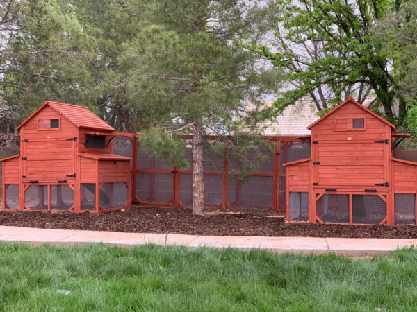 Rhode Island Homestead XL 10+ Chickens Hen House Only. - Image 8